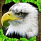 App Icon for Eagle Simulator App in Pakistan IOS App Store