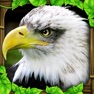 Get Eagle Simulator for iOS, iPhone, iPad Aso Report