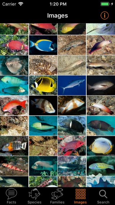 Marine Fish Maldives screenshot 4