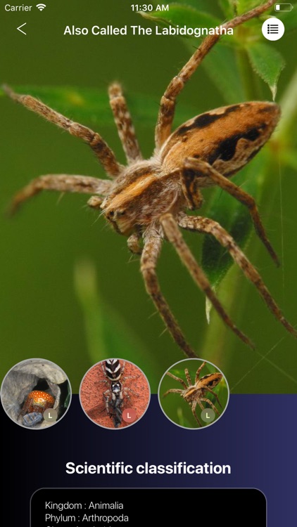 Spiders 2.0