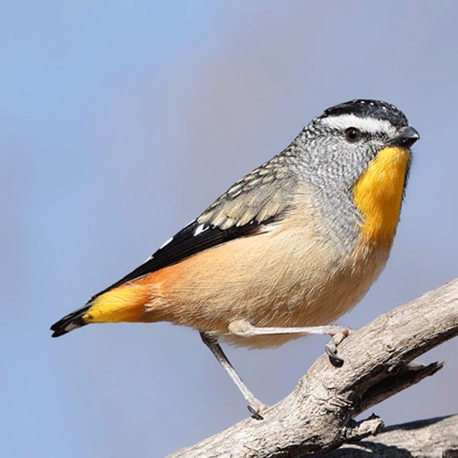 Australian Birds and Sounds