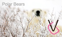 Album Polar Bears HD