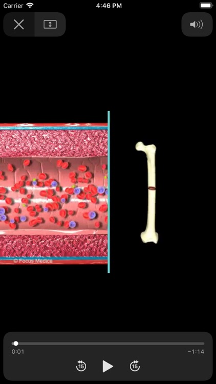 解剖学アトラス screenshot-3