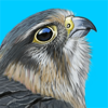 iBird UK Pro Guide to Birds - Mitch Waite Group