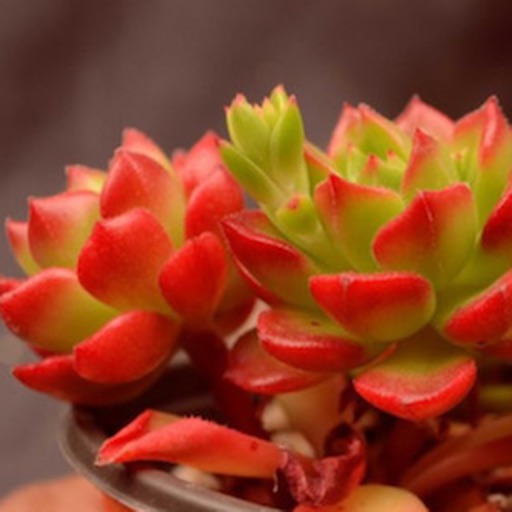 Succulents