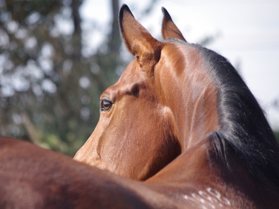 Jumpy Horse Racingのおすすめ画像2