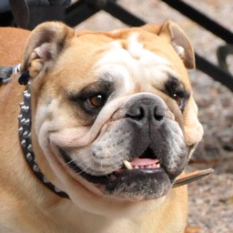 Balou the English Bulldog