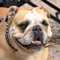 Balou the English Bulldog ist eine App die über das spannende und aufregende Leben unseres Hundes Balou erzählt