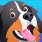 Do you have a Bernese Mountain Dog