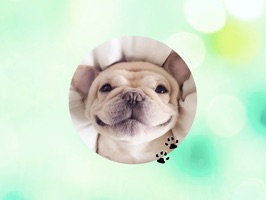 Bulldog! Stickers