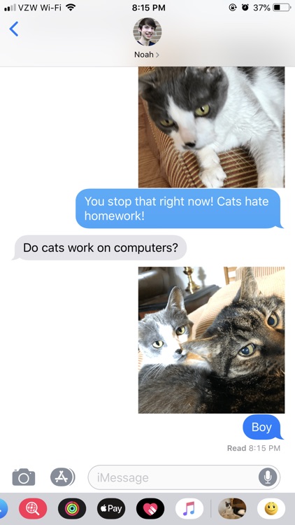 Junie the Cat