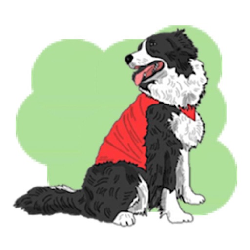 Adorable Border Collie Dog icon