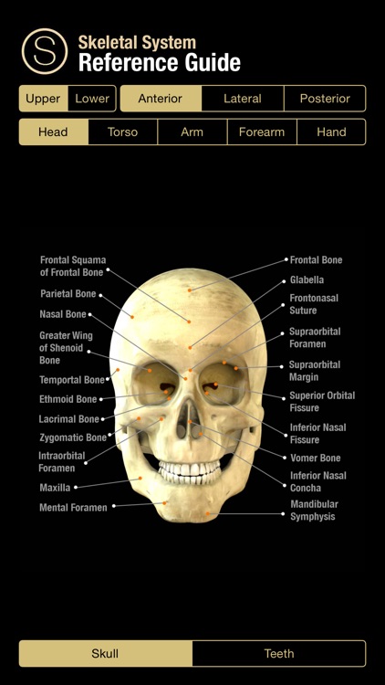 Human Skeleton Reference Guide screenshot-0