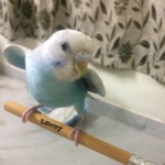 Pet Budgie Information  Care