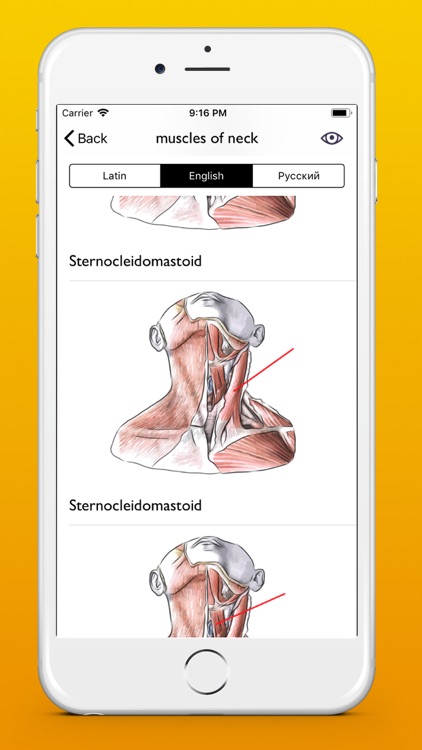 Myology atlas app screenshot-3