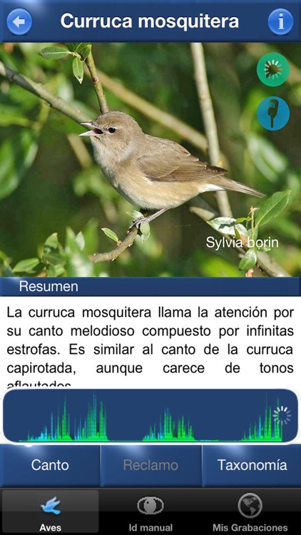 Cantos de Aves Id, guía para identificar pájaros