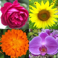 Flowers Quiz: Beautiful Plants apk