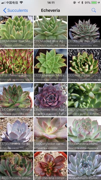 Succulents screenshot-3
