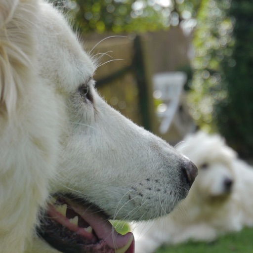 Hundetrainer M. Höft