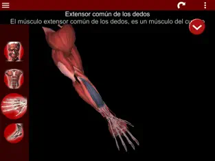 Screenshot 3 Sistema Muscular 3D (Anatomía) iphone