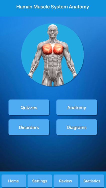 Muscle System Anatomy