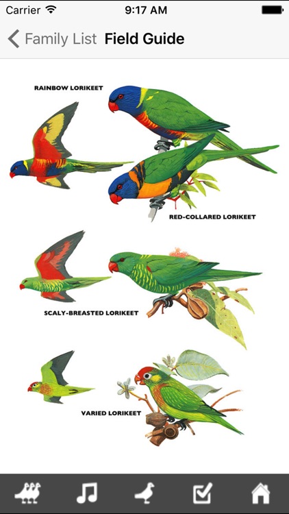 Pizzey and Knight Birds of Australia