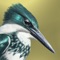 iBird Lite Free Guide to Birds is a free 50 species demo of our advanced iBird Plus, Pro and iBird Ultimate apps which have the full 944 species found in North America