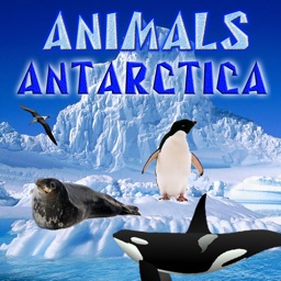Animals Antarctica