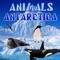Our application will introduce you to the inhabitants of the Antarctica