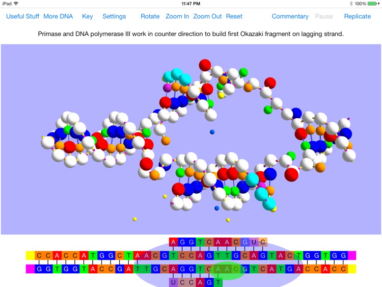 OnScreen DNA Replication