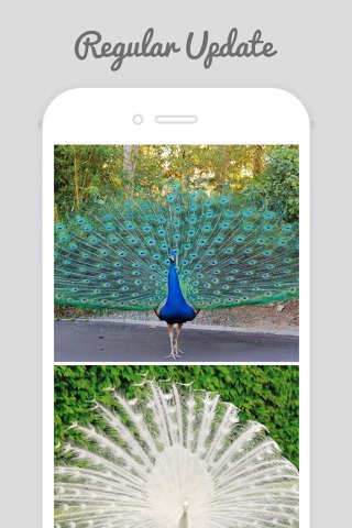 Peacock Wallz - Most Beautiful Peacock Pictures screenshot 2