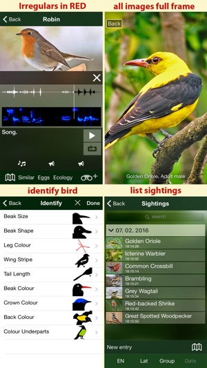 All Birds Scotland Complete Guide Scottish Birds(圖5)-速報App