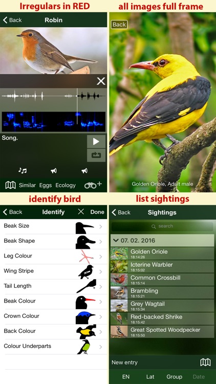 All Birds Scotland Complete Guide Scottish Birds screenshot-4