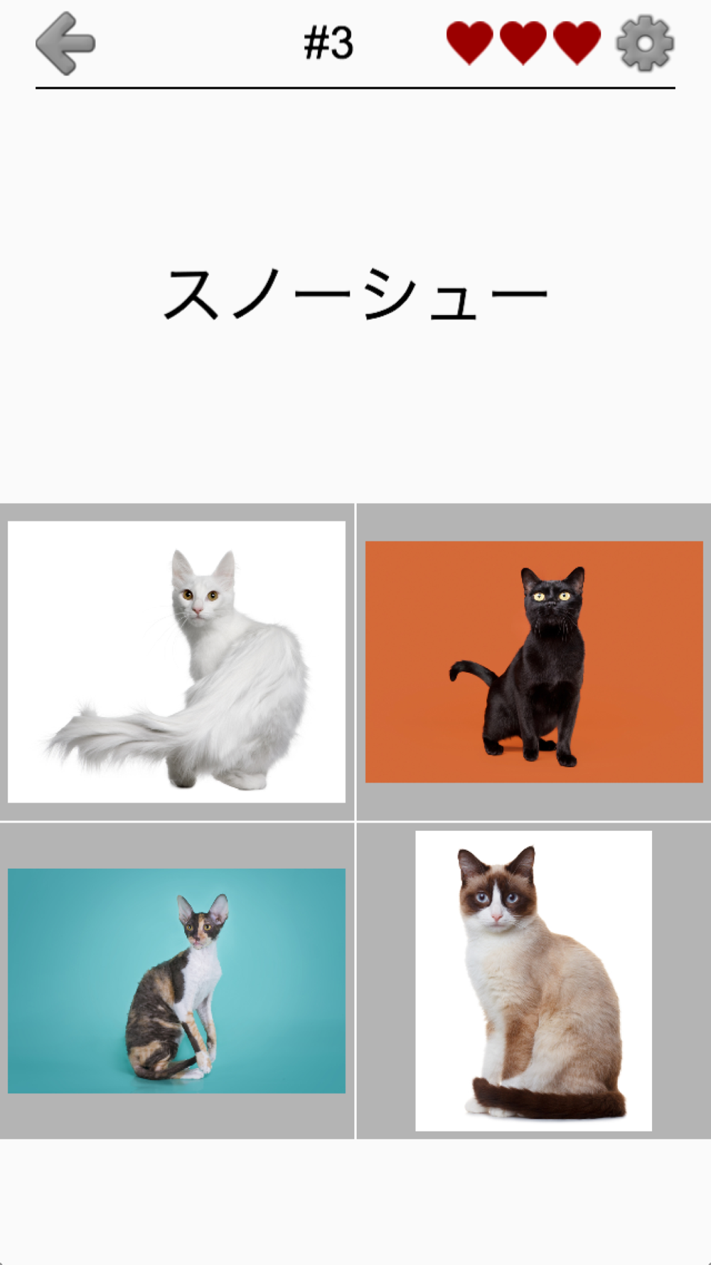 猫の品種 猫のすべての人気のある品種についてのクイズします Free 