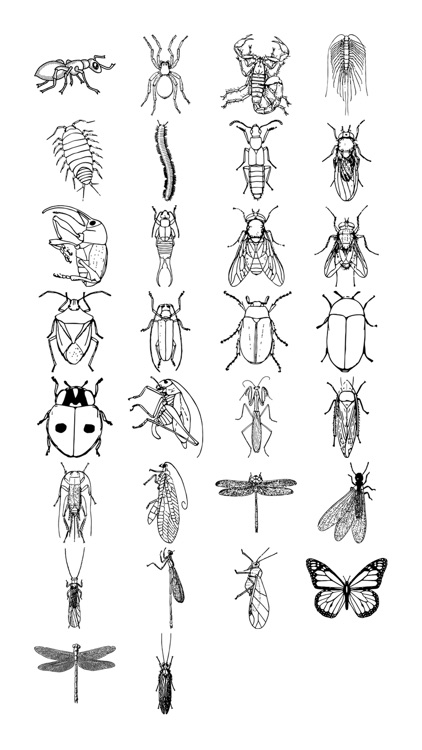 Insect Sticker Pack