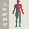 人体解剖图 - 全彩医学专业解剖图谱