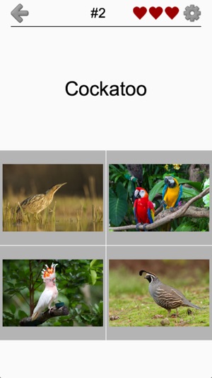 Bird World - Quiz about Famous Birds of the Earth(圖5)-速報App