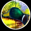 1 st Duck Shooter : Hunting Games