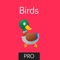 Birds: Flashcards app for babies & preschool