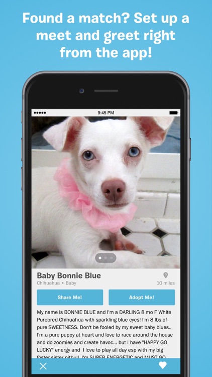 BarkBuddy - Adopt a Dog Near You