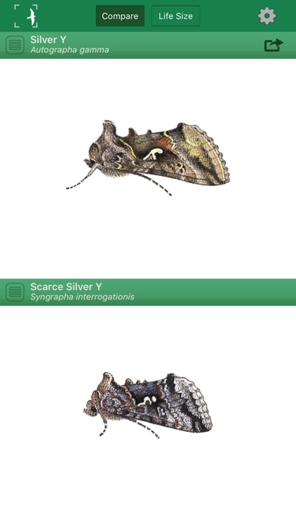 The Moths of Britain & Ireland