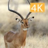 Hunting 4K