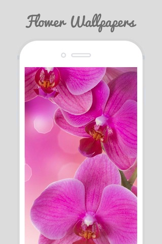 HD Flower Wallz - Flowers for Home & Lock Screens screenshot 4