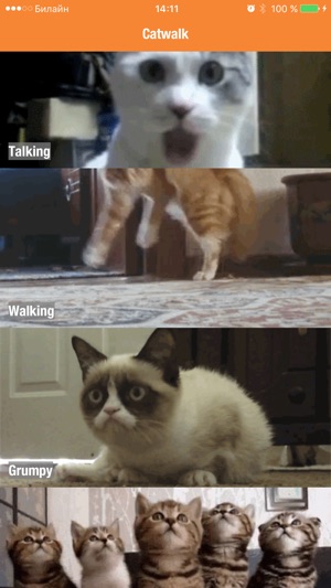 Catwalk - funny walking and talking cats & kittens(圖2)-速報App