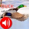 40 Best selected Duck calls & sounds