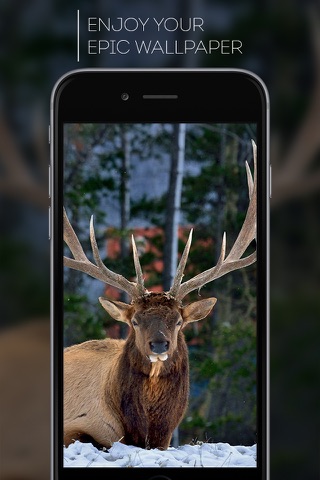 HD Wallpapers for Deer Hunting screenshot 2