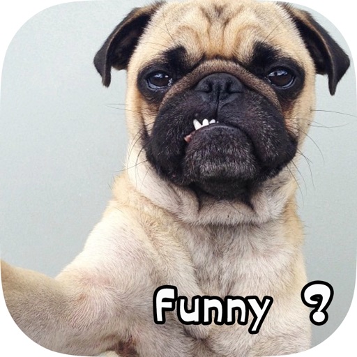 Funny Dog Pictures and Wallpaper Icon