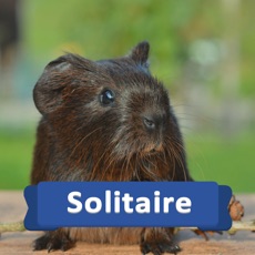 Activities of Solitaire Pets