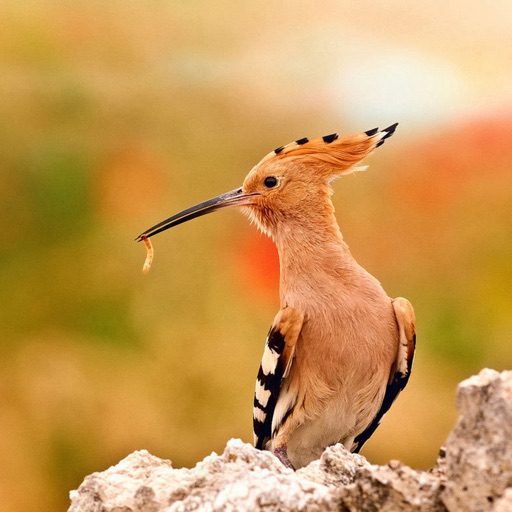 Hoopoe Wall Art for Sale | Redbubble