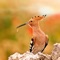 This App selected critically “Hoopoe” Inspired pictures, photography and paintings, all of which are of HD gallery-standard artworks with highest quality